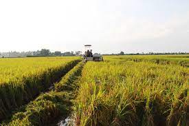 Thanh Miện quy hoạch hơn 70 vùng sản xuất lúa chất lượng cao